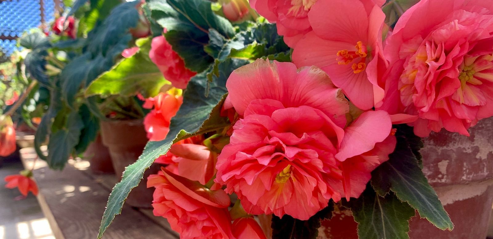  Close-up of potted begonia flowers with ruffled petals in a greenhouse setting, with sunlight filtering through the structure.