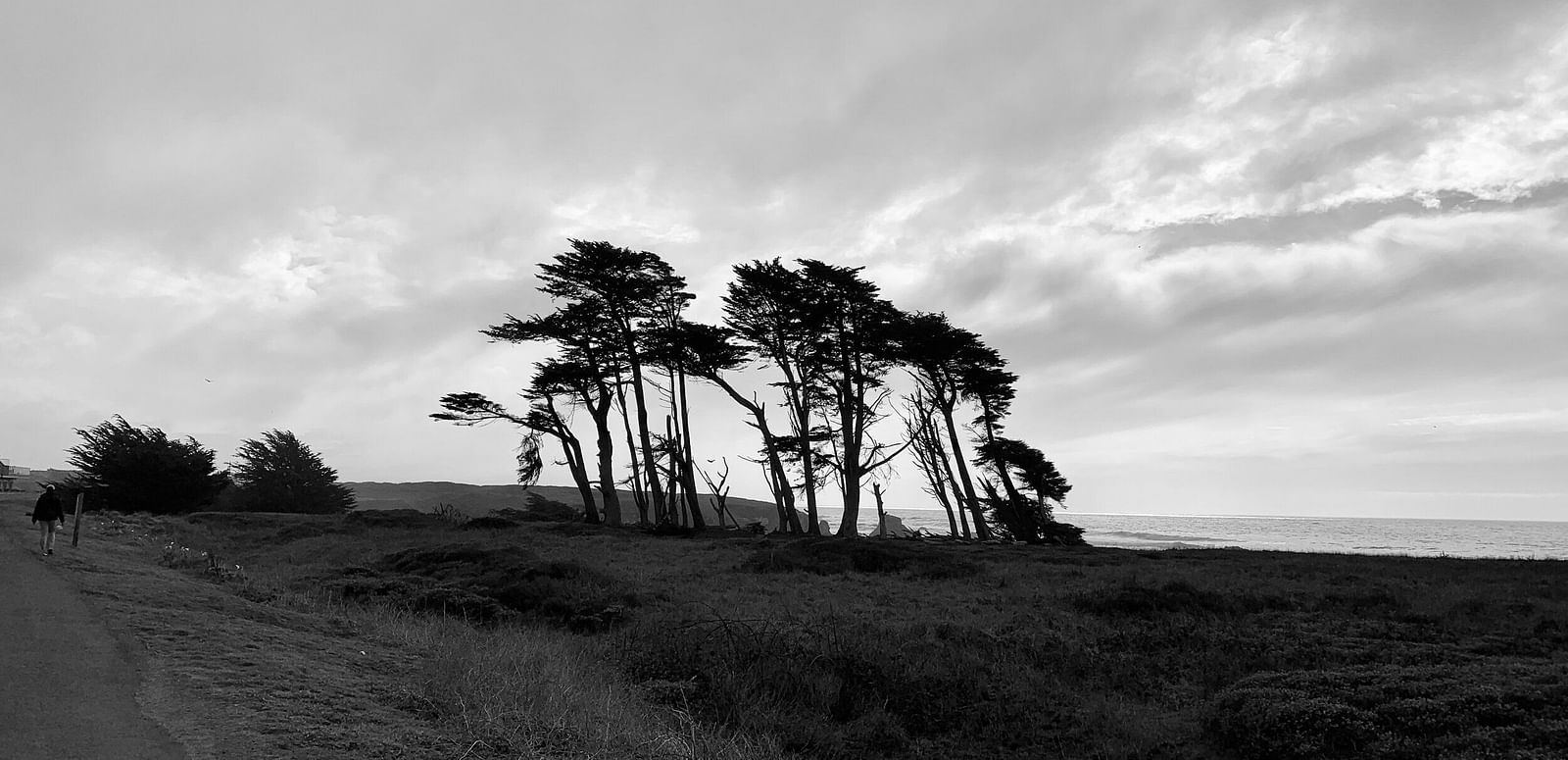 An image of trees being blown by the winds near the sea side