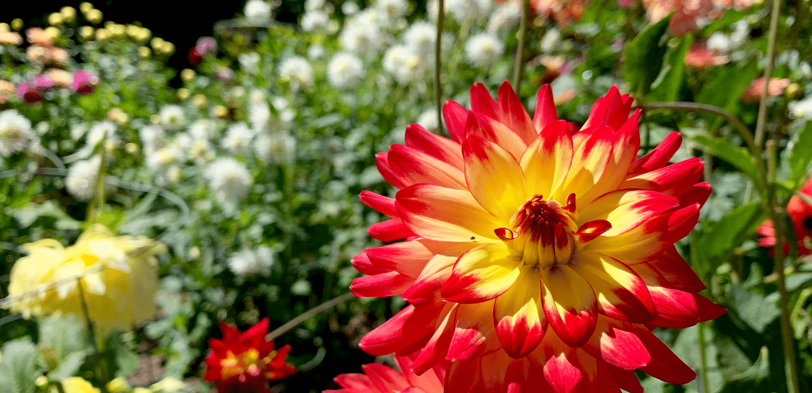 Close-up of a dahlia flower with pointed petals, surrounded by other flowers in a garden setting.