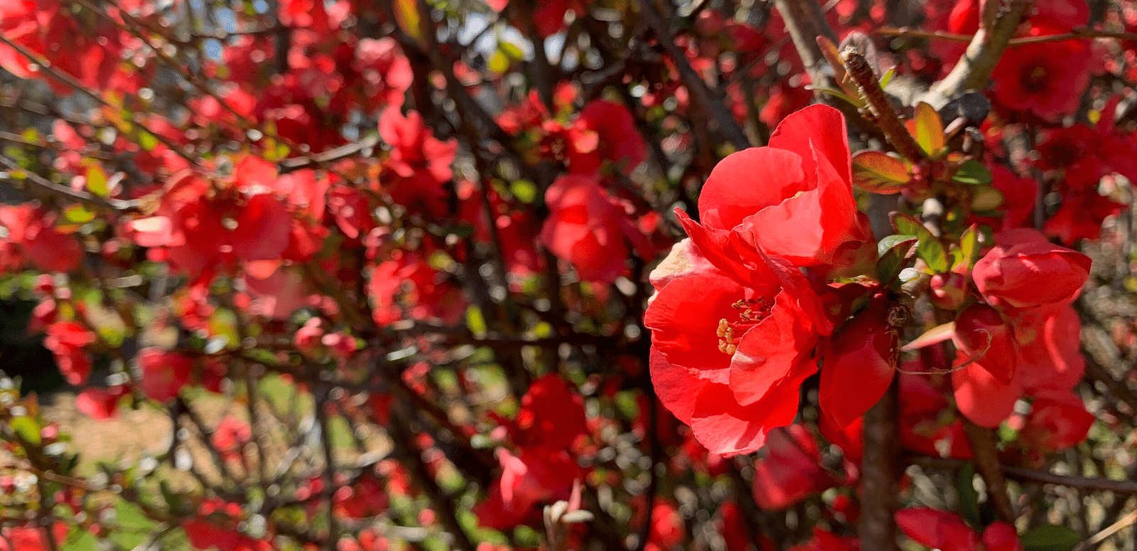 An image of bright flowers in a garden 