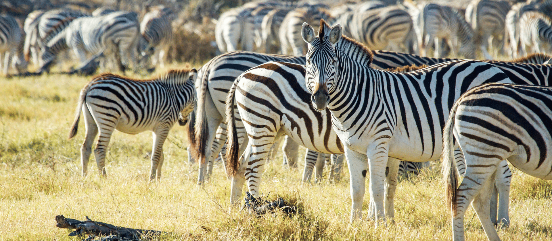 ZEBRA MIGRATION BOTETI RIVER