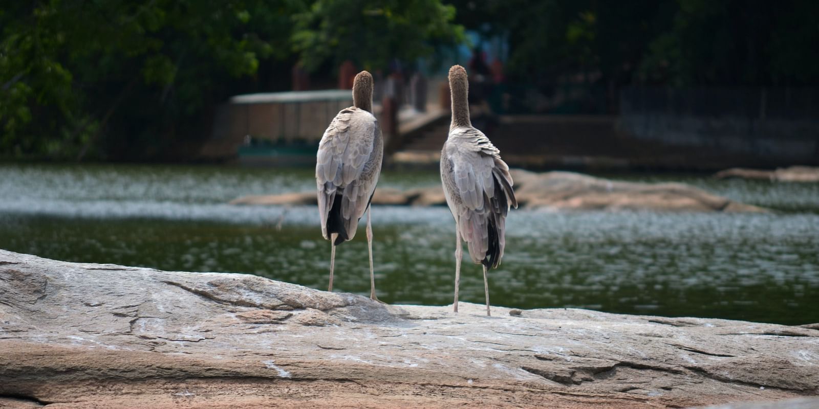 pelicans near water in a sanctuary