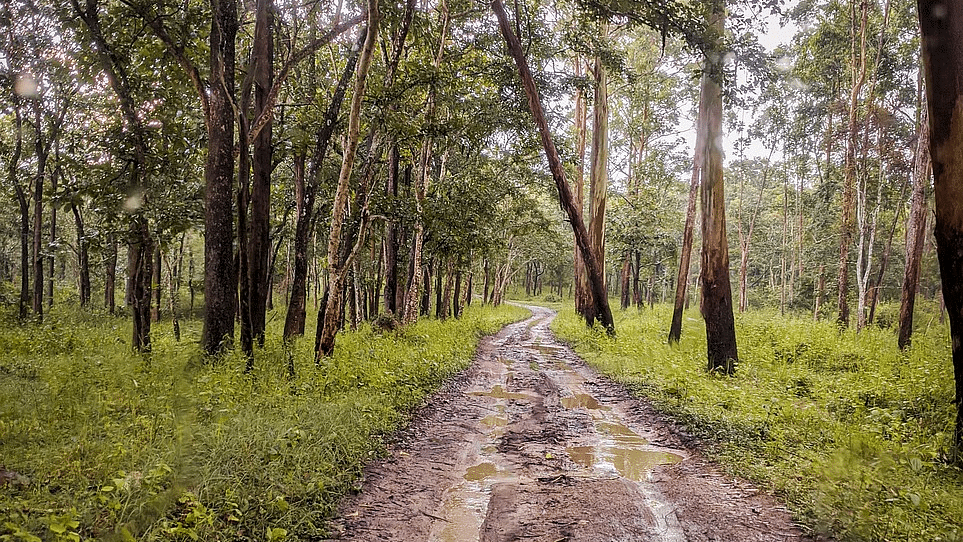 A tranquil forest road surrounded by tall trees and greenery.