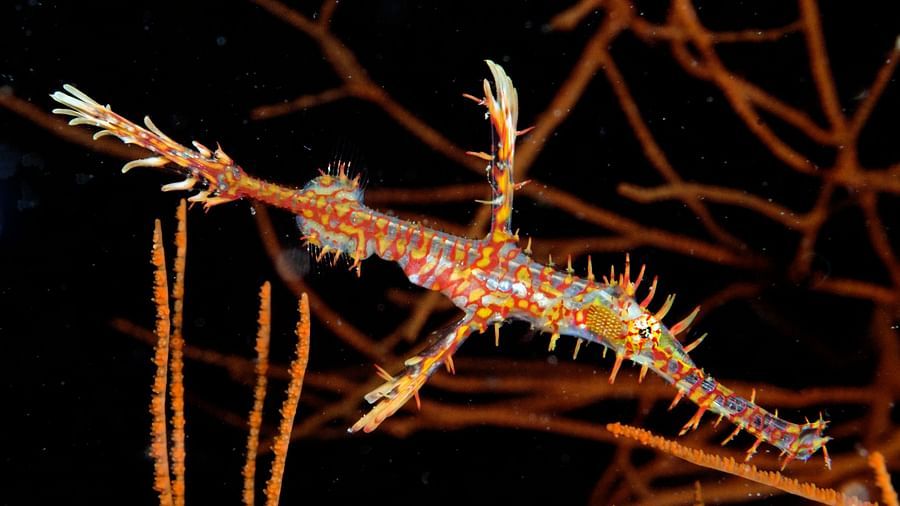 Ornate Ghost Pipefish Photo by Karin Brussaard