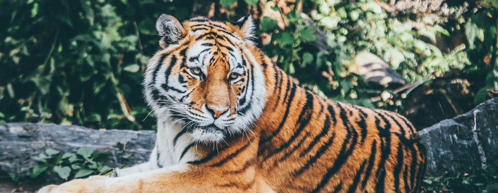 A full-body view of a large tiger resting placidly on a large boulder in a dense forest setting.