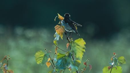 A close up shot of a bird sitting on a branch of a small plant with the background blurred.