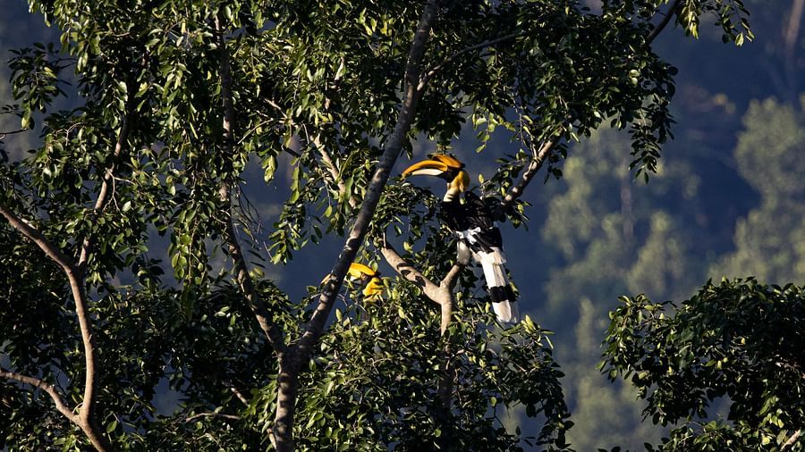A photo of a bird with a long tail resting on a tree branch, trees in the background.