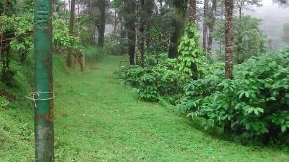 Young Island Resorts - Coorg Coorg Young Island Resorts Coorg 5