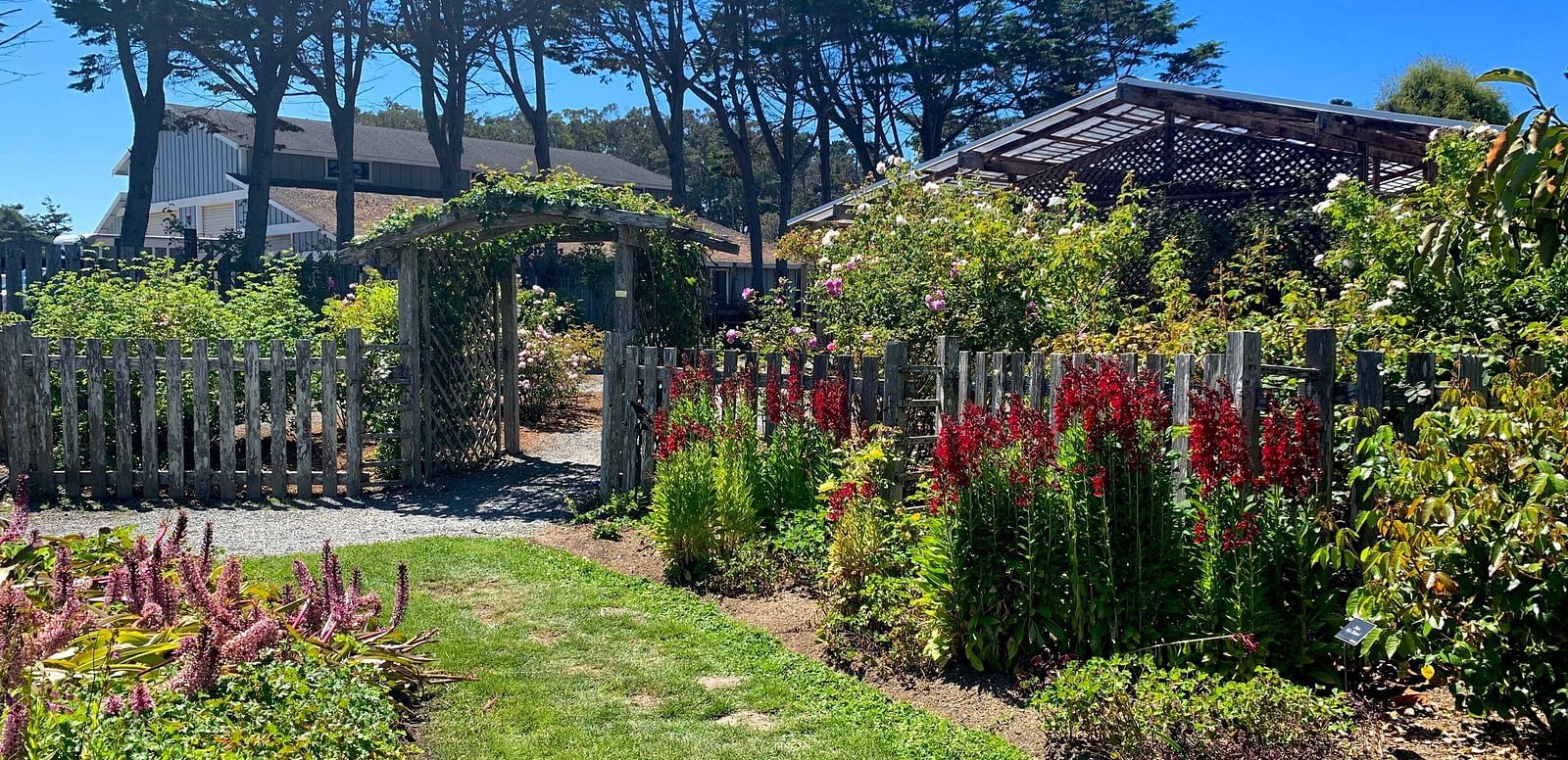Charming cottage garden with a white picket fence, lush plants, and a rustic house