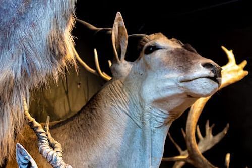 Taxidermy display of a large antelope with detailed horns in a museum exhibit.