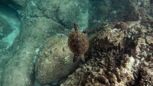 a turtle swimming in clear waters with rocks below the water