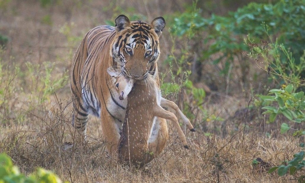 Tiger with fresh kill, carrying a deer through grass.