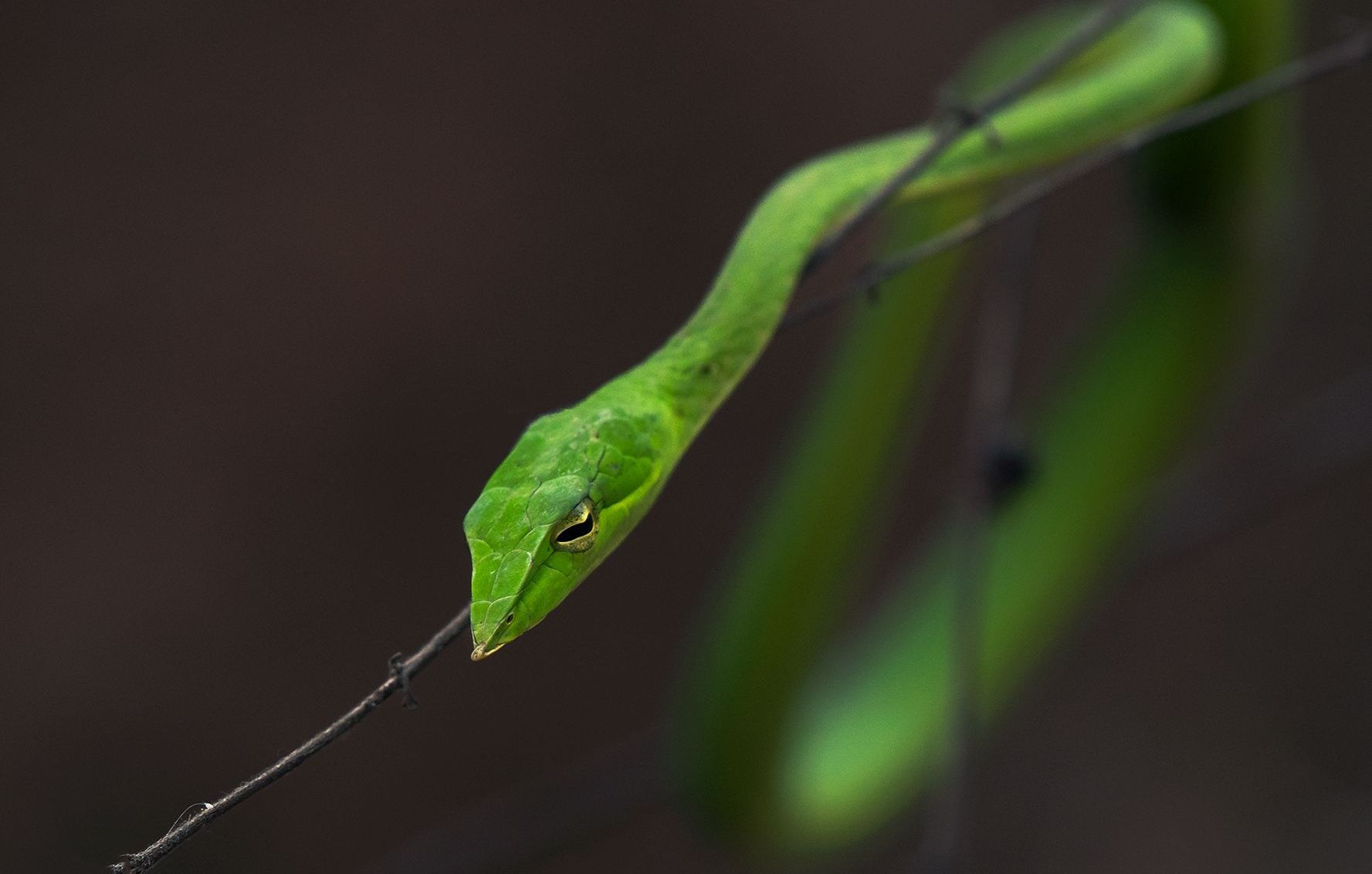 Green vine snake with golden eyes, camouflaged on a branch.