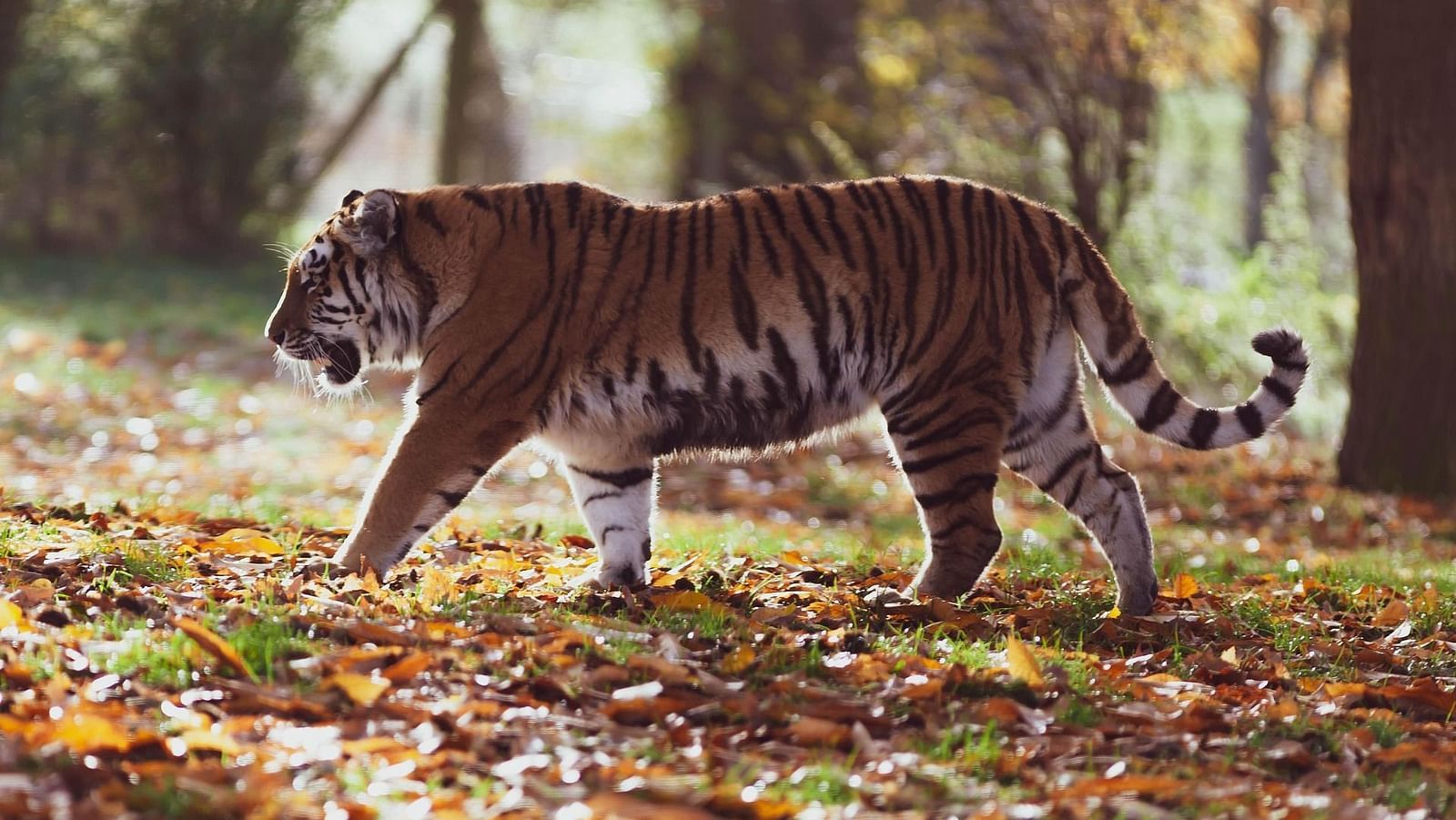 A Bengal tiger walking through a forest with a lot of leaves on the ground.