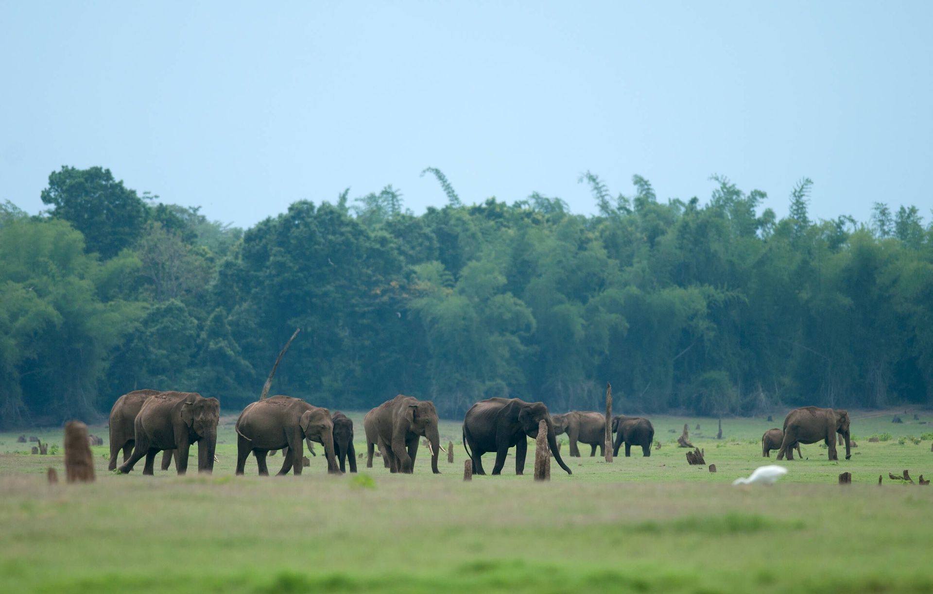 Herd of elephants grazing in a green field.