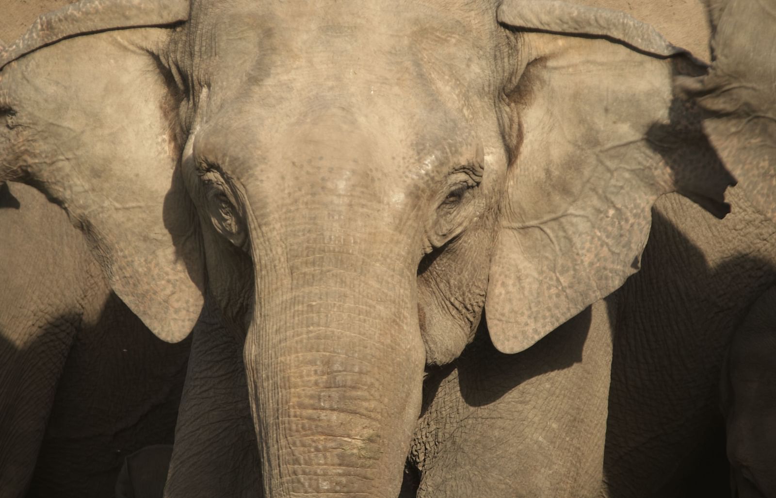 An image of an elephant