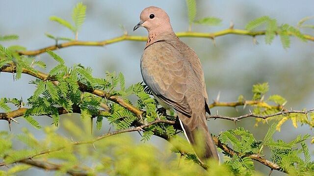 A close-up picture of  laughing dove resting on a plant with thorns on it, captured in the day time