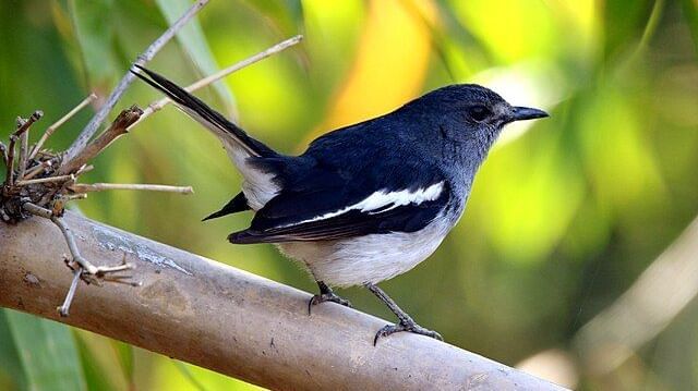 Close-up image of a magpie robin resting on a branch captured in the day time
