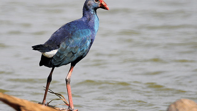 Evoma - Business Hotel, K R Puram, Bangalore Bangalore birdwatching Hebbal lake Bangalore