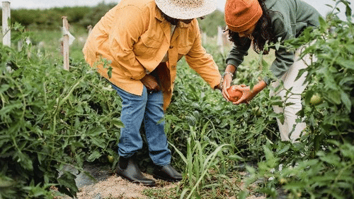 2 people work together in a lush vegetable garden, harvesting fresh produce by hand while surrounded by thriving green plants