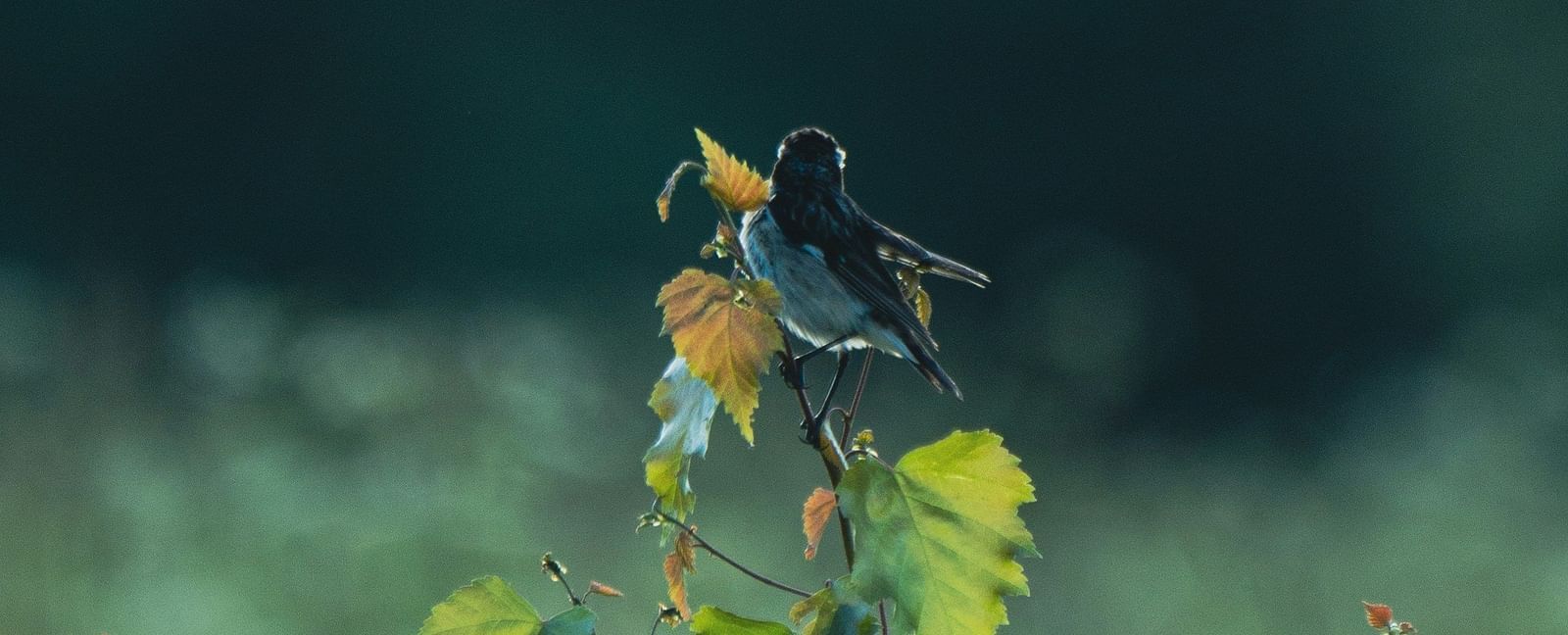 A close up shot of a bird sitting on a branch of a small plant with the background blurred.