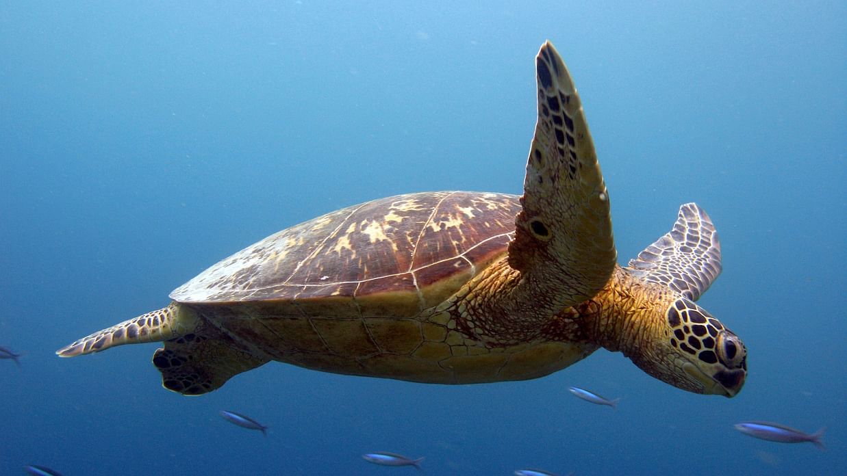 Turtle 