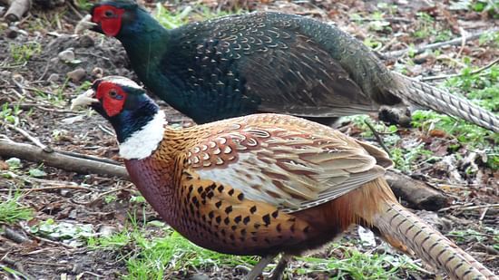 MELANISTIC RING-NECKED PHEASANT
