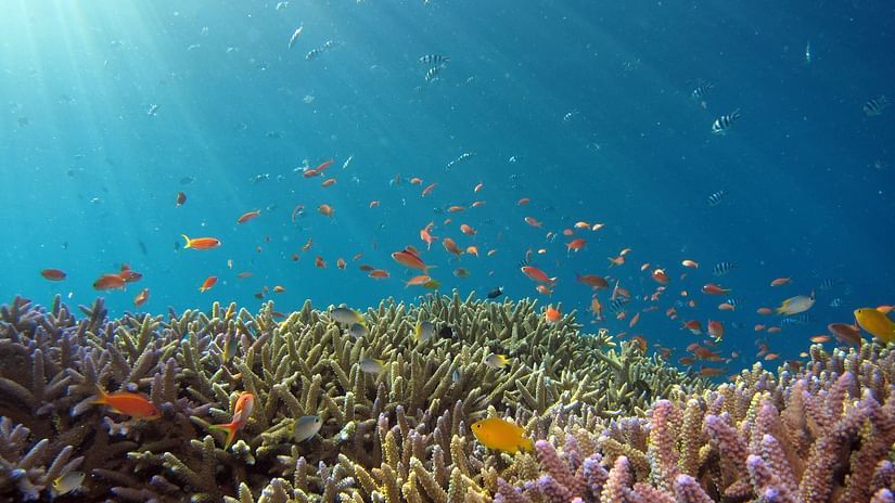 marine life near a coral reef 