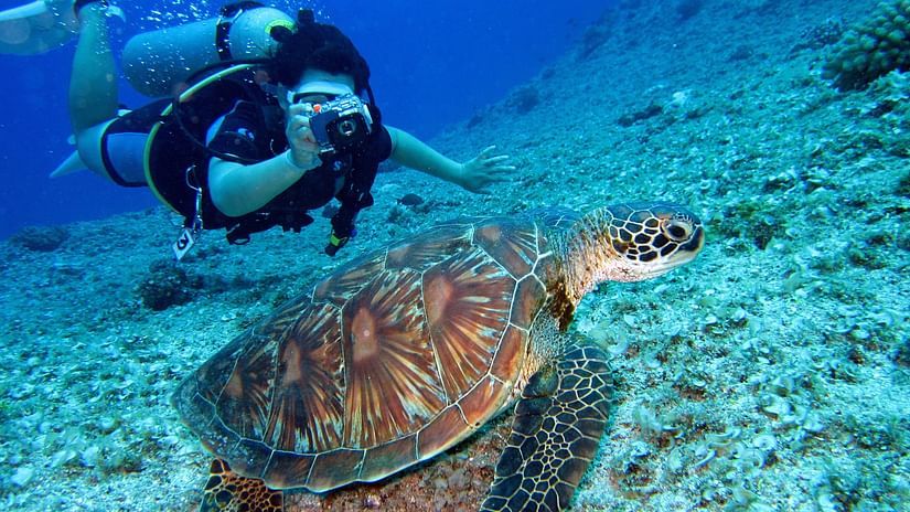 a woman taking a photograph of a tortoise underwater while scuba diving