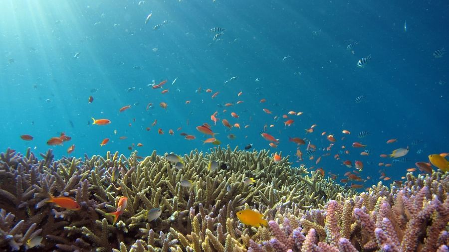 Coral Reef