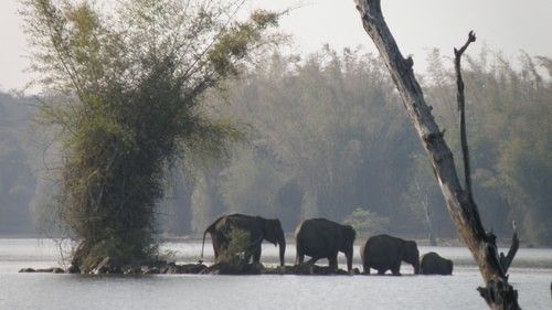 a herd of elephants at a watering hole at Bandipur National Park