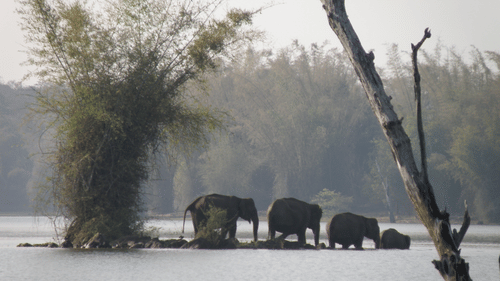 A group of Asian elephants wading through shallow river waters, surrounded by misty trees and calm reflections.