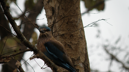 Bird perched on a tree branch in Bandipur National Park, highlighting the region’s rich birdlife and birdwatching opportunities.