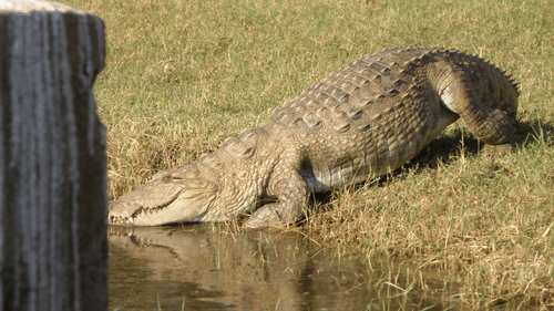A light-brown crocodile lowering its snout into dark water from a dry, grassy bank, with a wooden post partially obscuring the left foreground.