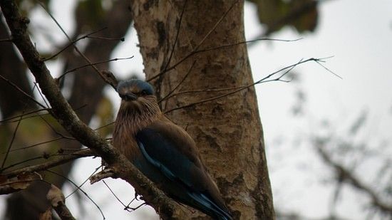 Bird watching in Bandipur 6