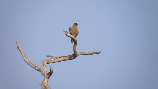 Bird watching in Bandipur 7