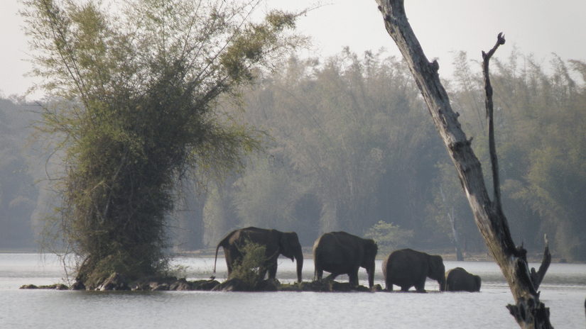 A group of Asian elephants wading through shallow river waters, surrounded by misty trees and calm reflections.