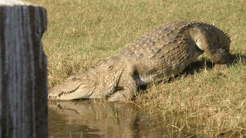 A light-brown crocodile lowering its snout into dark water from a dry, grassy bank, with a wooden post partially obscuring the left foreground.