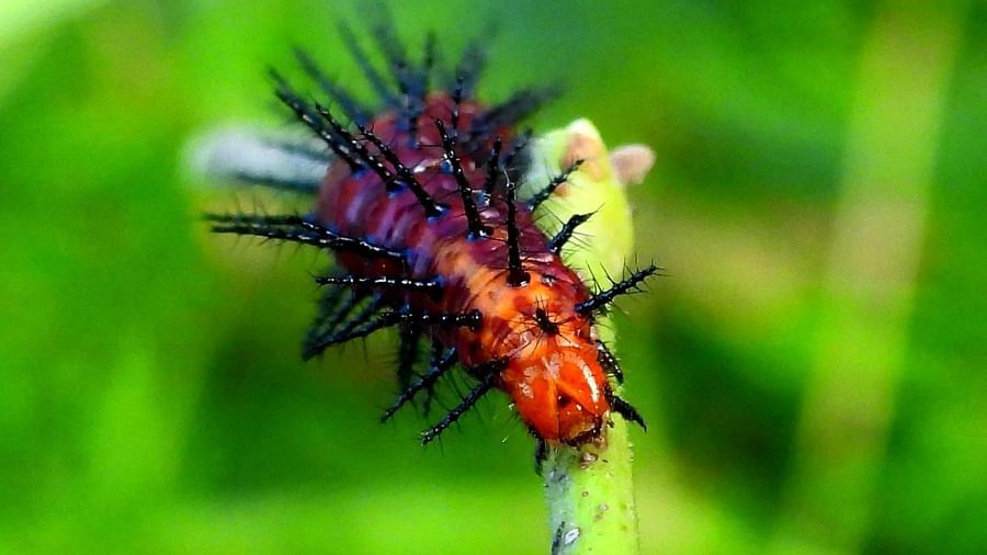 Furry caterpillar crawling up a thin plant stalk, displaying its bristles and segmented body.