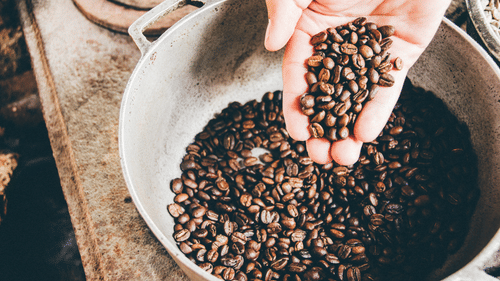 A hand holds a pile of roasted coffee beans over a large metal pot filled with more beans.