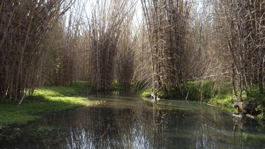 A long shot of Bamboo Forest near a lake