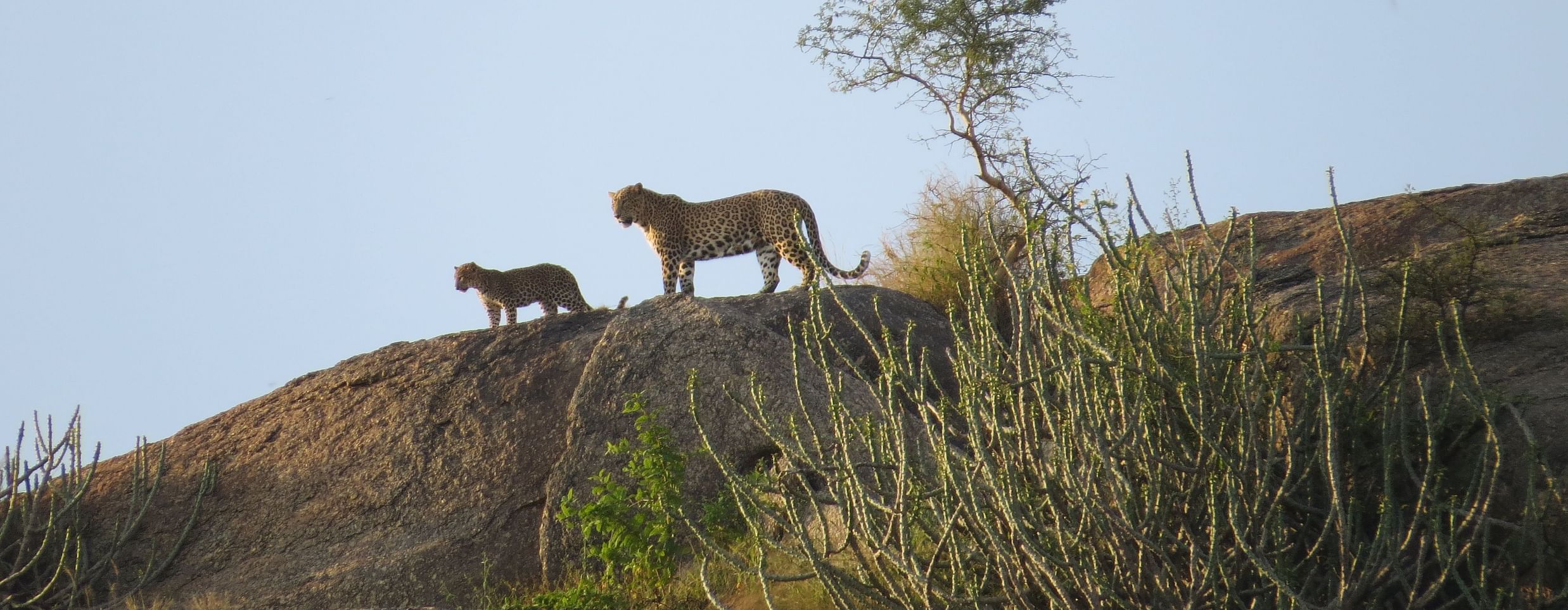 Clarks Safari Jawai - two leopards sighted on top of a hill