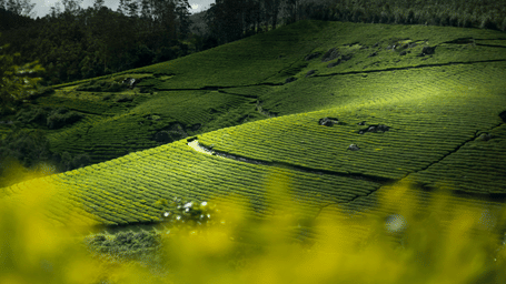 Sweeping tea-covered hills in Wayanad with patterned plantation rows under shifting mountain light.