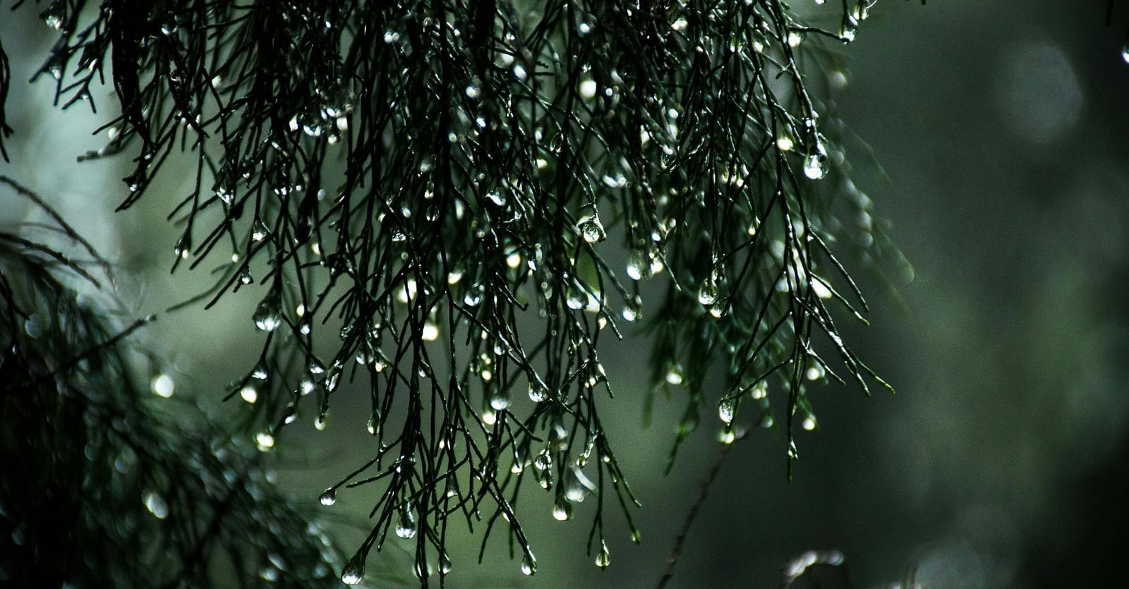 A close-up of dark green coniferous branches covered in water droplets, likely from rain.