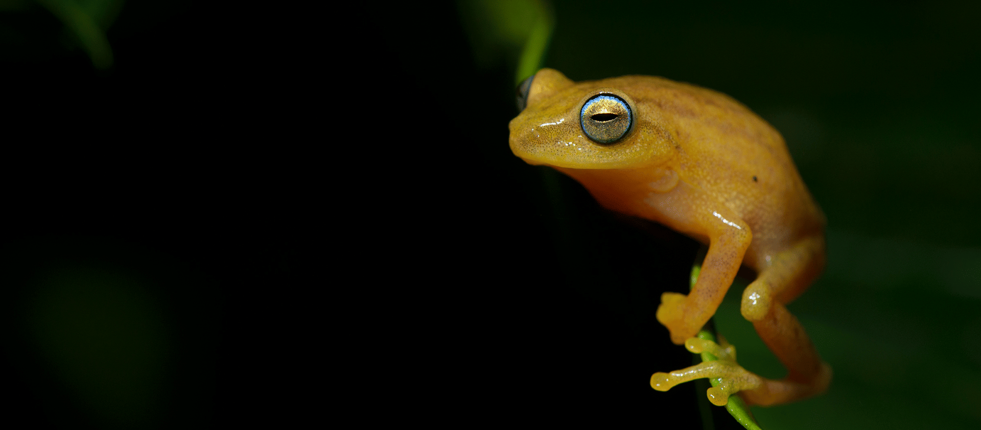 raorchestes-luteolu-santosh-saligram