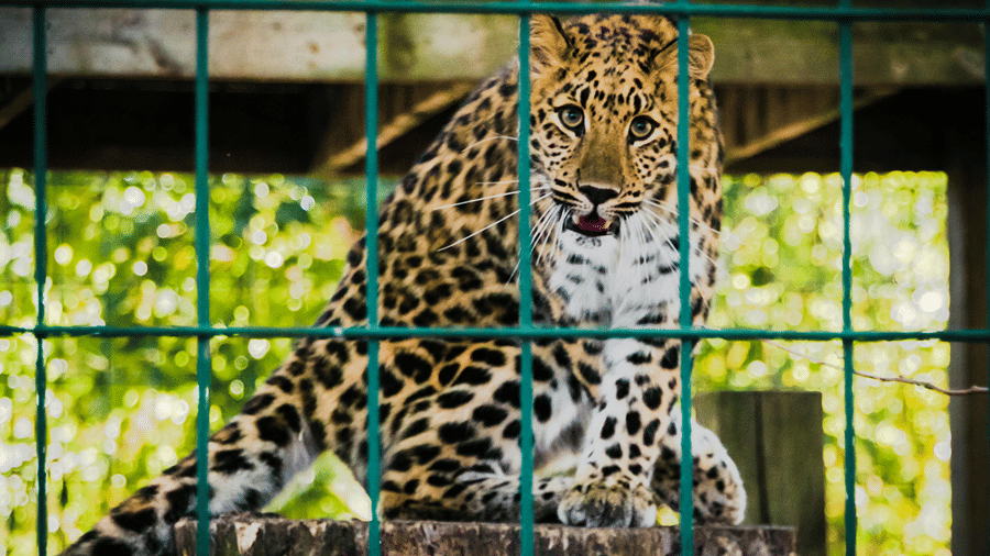 Leopard resting inside an enclosure at the National Zoological Park in Delhi