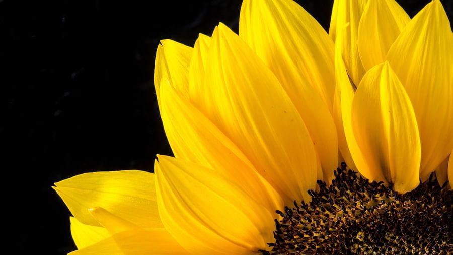 Close up shot of a sunflower