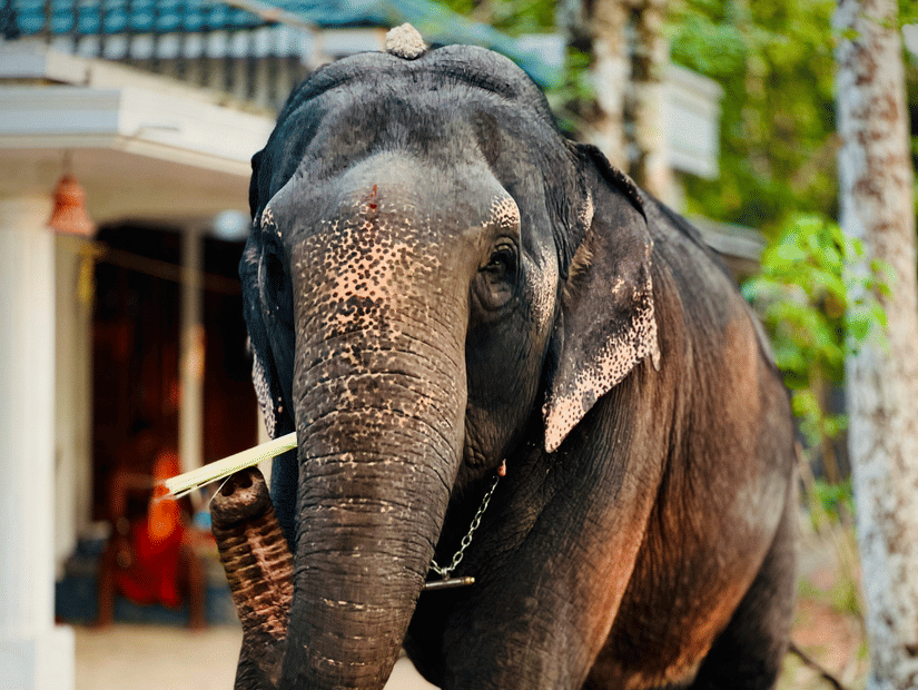 An elephant eating a sugarcane at a wildlife sanctuary.
