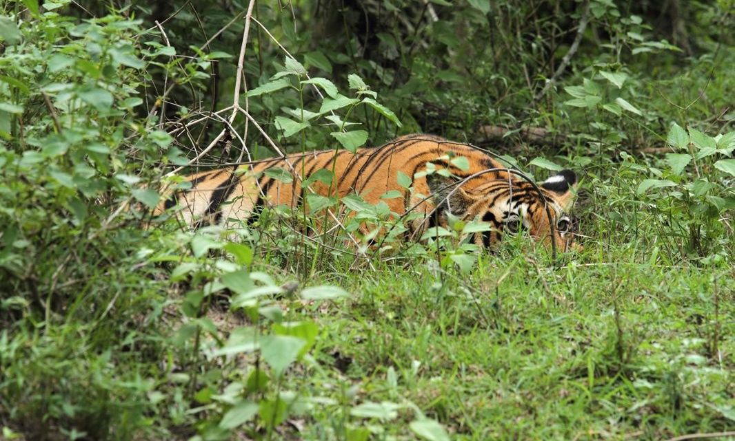 Bengal tiger camouflaged in dense green foliage.