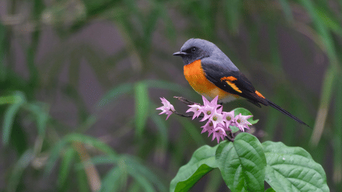 A bird sitting on a flower with leaves below it